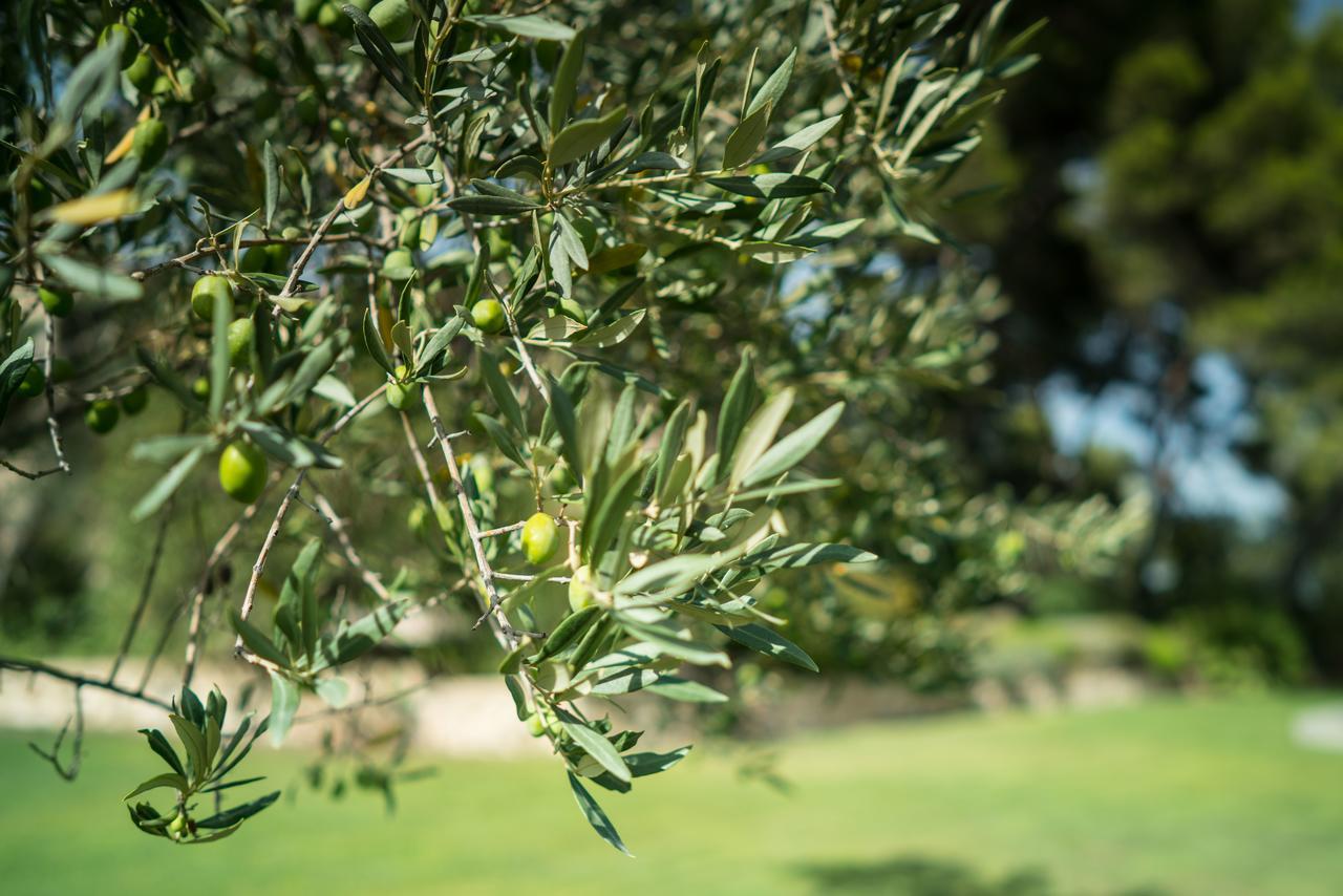 مبيت وإفطار آيكس أومبروفينس Domaine De Saint Clair المظهر الخارجي الصورة